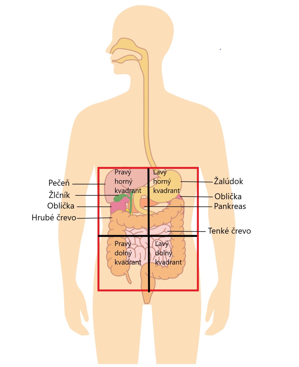 Rozdelenie brušnej dutiny na kvadranty a znázornenie vnútorných orgánov